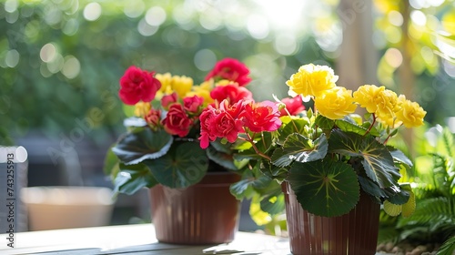 Bright red and yellow begonia flowers in pots against the backdrop of beautiful manicured garden   Generative AI