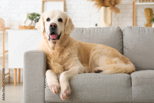 Cute Labrador dog lying on grey sofa at home