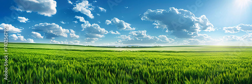 Serene Summer Meadow Landscape with Expansive Sky