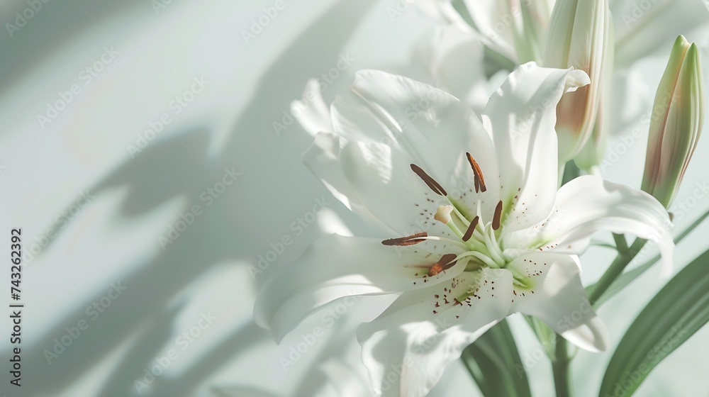 beautiful Lily flowers on white background : Generative AI