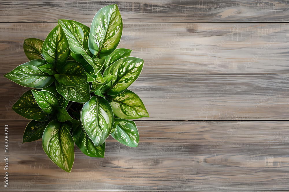 Fototapeta premium top view green house plant in pot isolated on wooden background with copy space text