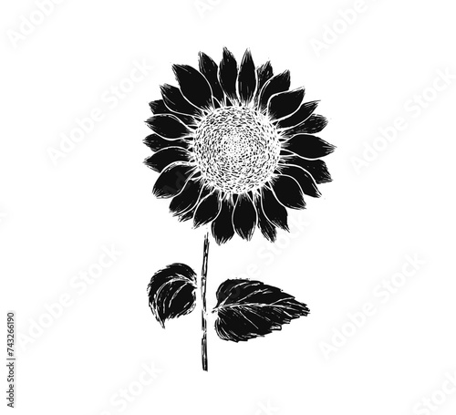Vintage black textured vector block print technique sunflower with seeds. Hand drawn sketch linocut linocut illustration of sun flower for nordic botanical pattern design, greeting card, invitation