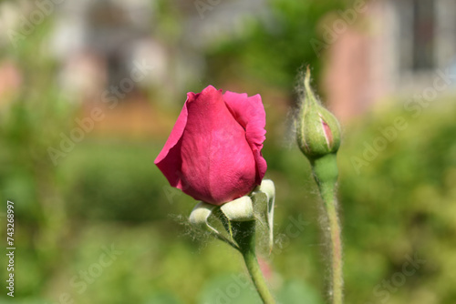 Beautiful city flowers Beijing China