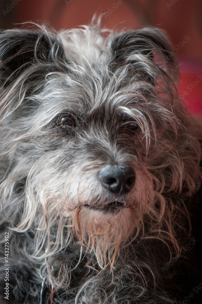 Schnauzer eyes
