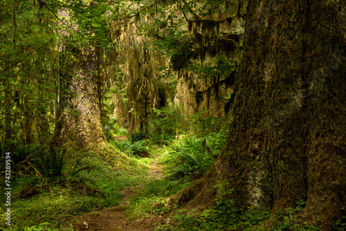 HIker Disappears Into The Hoh Rainforest In Olympic