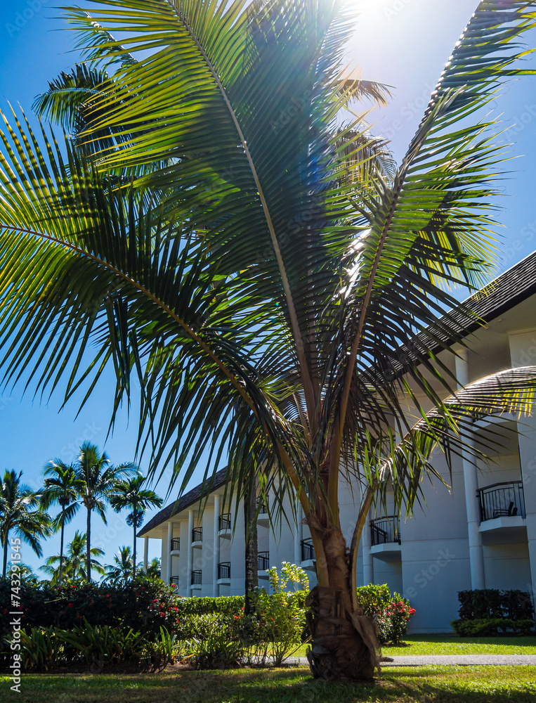 Fiji vacation young palm tree growing in lush tropical garden of beautiful resort