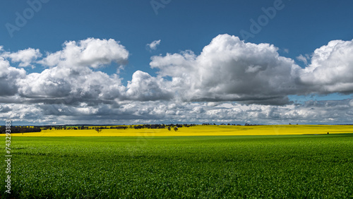 Yellow flowering canola field and young green canola with blue sky and fluffy clouds panorama