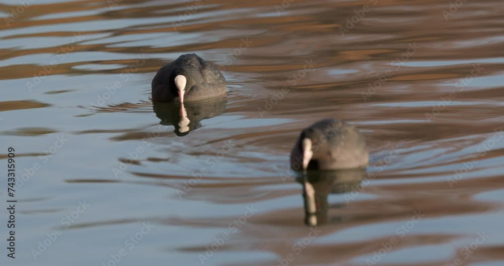 Coots on a winter day at the park lake in Bucharest, Romania Coots on a winter day at the park lake in Bucharest, Romania