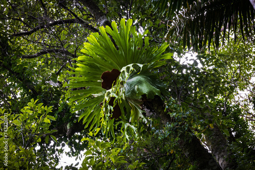 Ancient Forest Majesty: Staghorn Fern in Wollumbin National Park photo