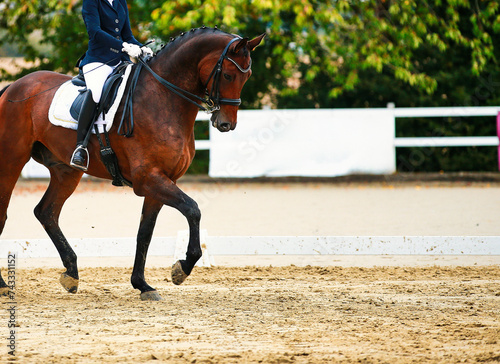 Dressage horse  horse in tournament close-up. © RD-Fotografie