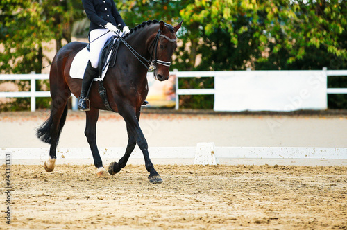 Dressage horse  horse in tournament close-up. © RD-Fotografie