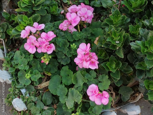 Flowers are a gift on Valentine's Day as they symbolize loveLas flores son un regalo en el Día de San Valentín, ya que simbolizan el amor photo