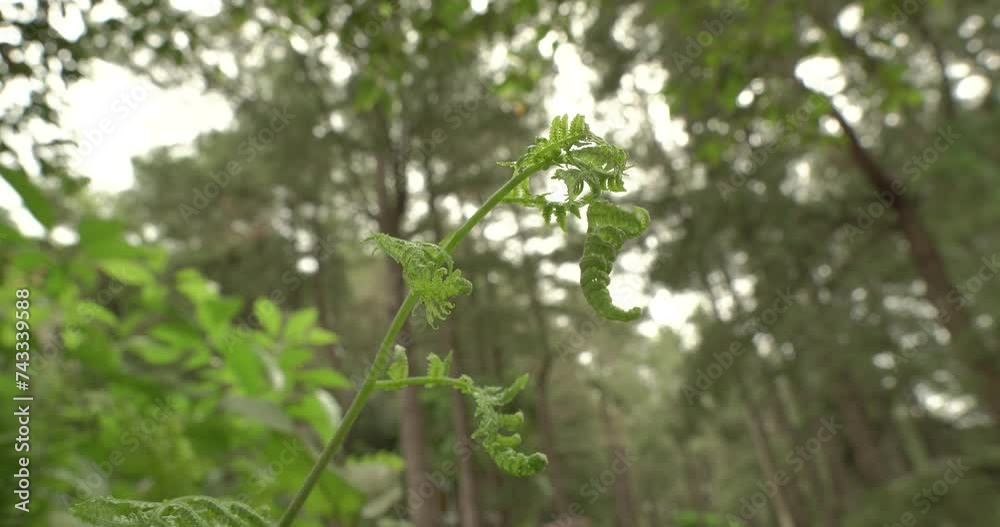 Wild flowers in a tropical forest blown by the wind | HD quality videos | Tropical forest atmosphere in Indonesia | Green leaves in nature Wild flowers in a tropical forest blown by the wind | HD quality videos | Tropical forest atmosphere in Indonesia | Green leaves in nature
