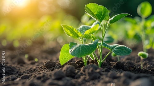 soybean growth in farm with green leaf background, generative ai