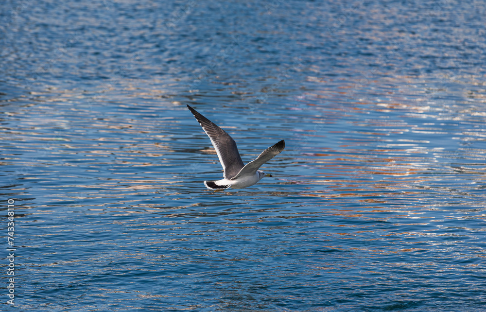 Black-tailed gull gliding over the sea. Larus crassirostris Black-tailed gull gliding over the sea. Larus crassirostris