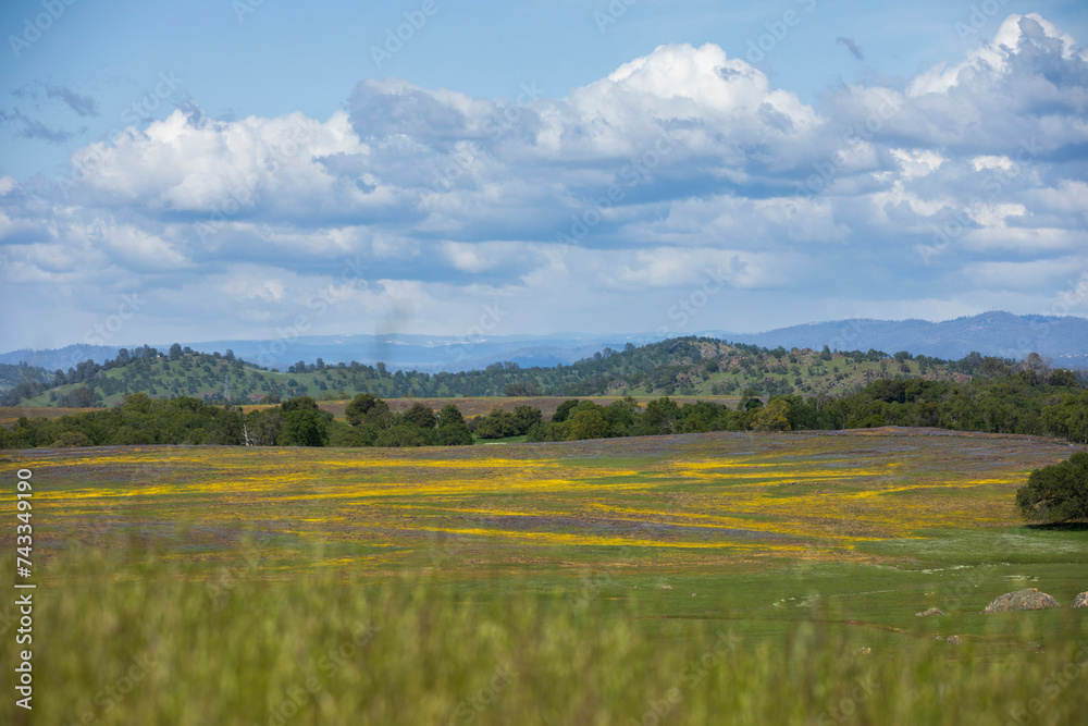 Fototapeta premium Beautiful spring flowers bloom in the Sierra Nevada foothills of Tuolumne County near Sonora, California, USA.