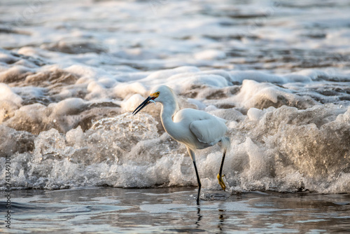 Heron in the sea