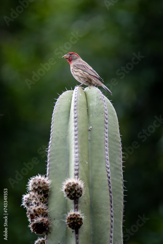 Mexican Pinzon