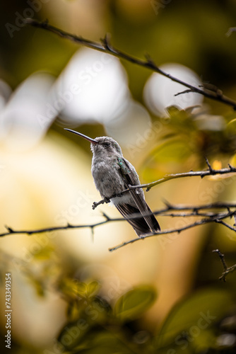 Autumn Hummingbird 