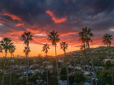 Palm trees at sunset. Los Angeles, California.