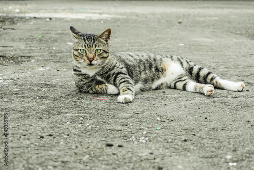 a cute gray striped cat is lying on the asphalt road