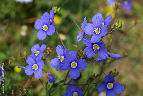 Heliophila coronopifolia, South Africa photo