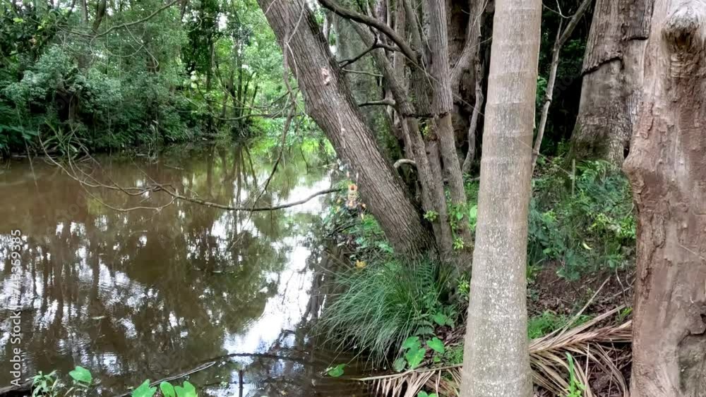 Tranquil Forest Creek Over Time Tranquil Forest Creek Over Time