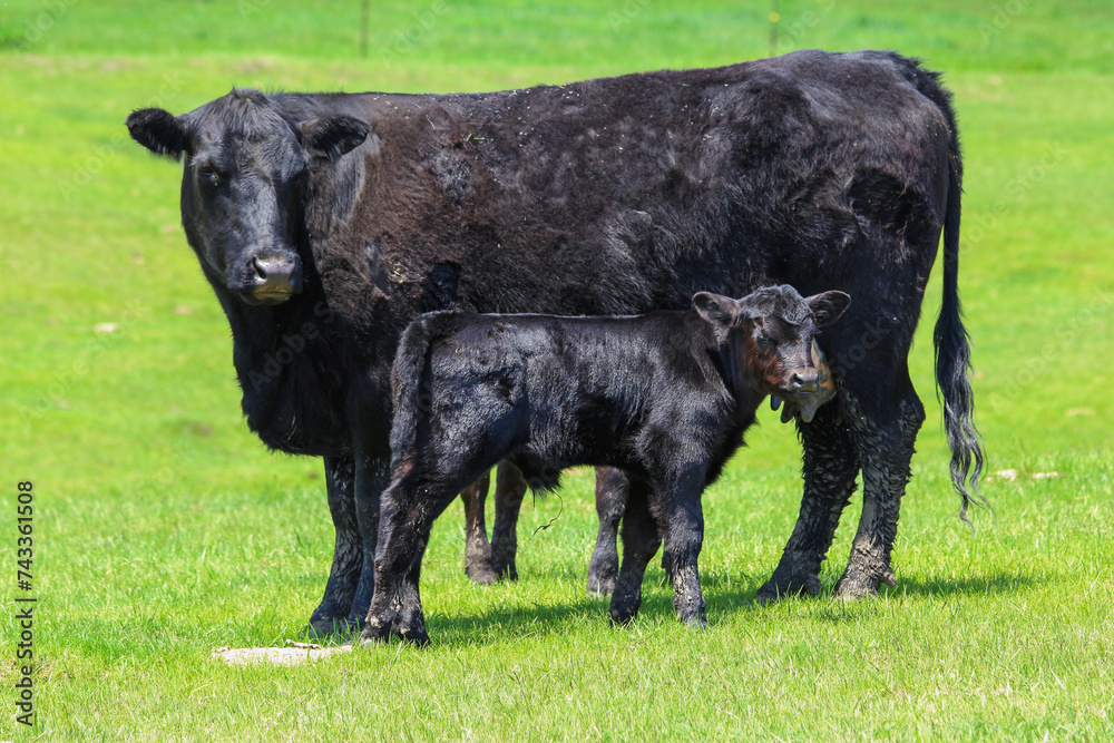 Black Angus cow and calf Black Angus cow and calf