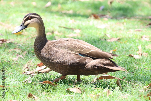 A Pacific Black Duck Walking in the Grass, Gympie Australia © T E Storm