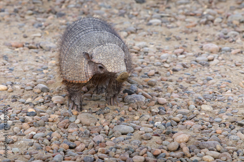 Big hairy armadillo with a dirty nose. Valdes Peninsula