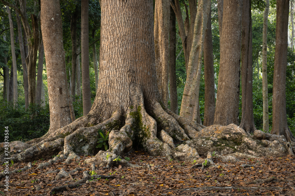 A tropical tree roots sprawling in the rainforest of Havelock island in Andaman islands A tropical tree roots sprawling in the rainforest of Havelock island in Andaman islands