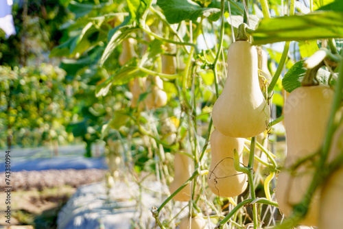 Bild auf Leinwand Fresh organic butternut squash grow in farm garden with sunlight in the morning