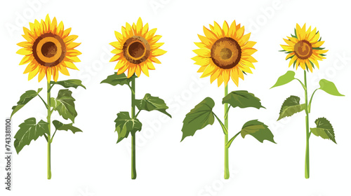 Sunflower set. Four yellow sun flower icon. Cute