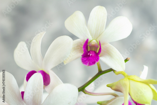 Fototapeta Naklejka Na Ścianę i Meble -  closeup, white Dendrobium orchid flower, ornamental plant, gray abstract isolated