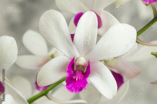 closeup, white Dendrobium orchid flower, ornamental plant, gray abstract isolated