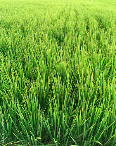 稲穂