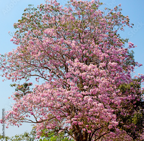 blooming of Tabebuia rosea, pink flower tree, summer season, Thailand photo