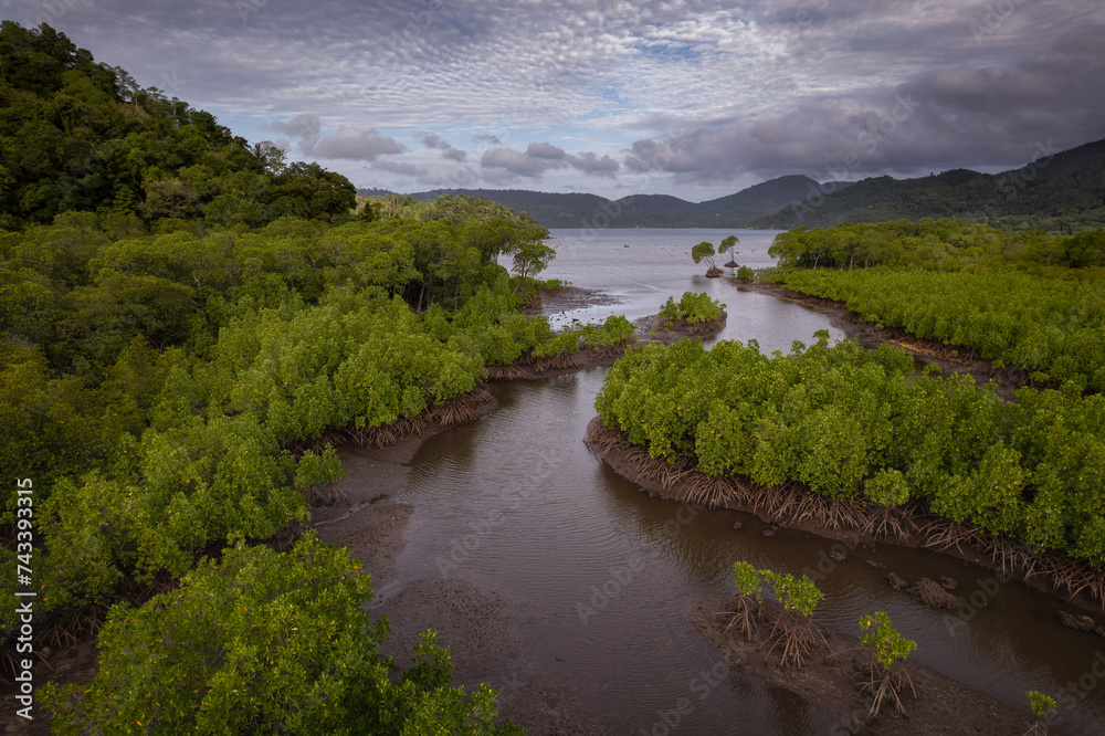 Mangrove trees forest  in the bay of a tropical island in Weh island, Aceh, Sumatra