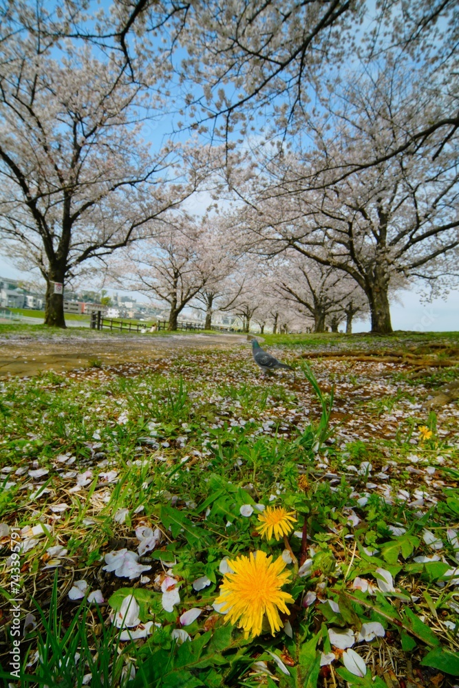 桜並木と鳩 桜並木と鳩