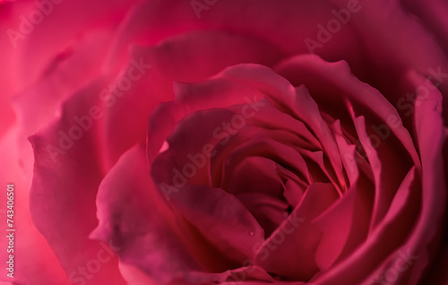 Red rose flower petals. Soft focus, abstract floral background.