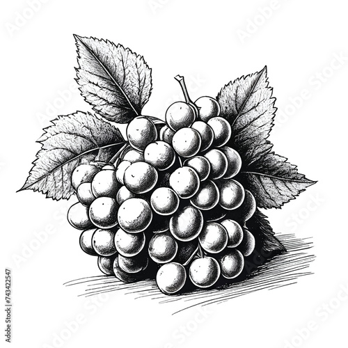 Grapes Monochrome ink sketch vector drawing, engraving style vector illustration