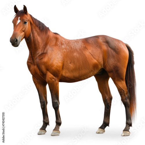 A horse  full body  in zoo on transparency background PNG 