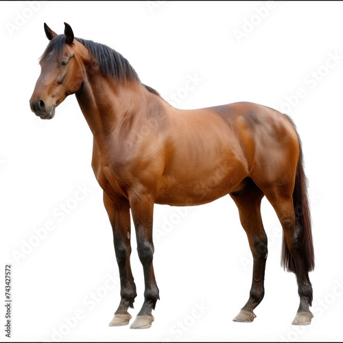 A horse, full body, in zoo on transparency background PNG 