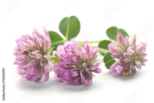 Clover isolated on white background