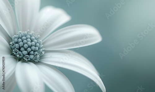 Wallpaper of minimalist macro of a part of a flower with background, fine art.