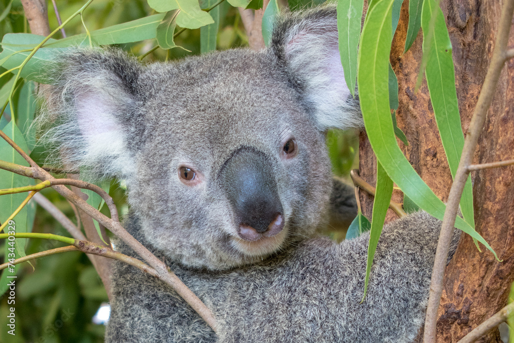 Fototapeta premium A koala perched in a eucalyptus tree, Australia: A quintessential Australian scene, where the iconic marsupial peacefully rests amidst its native habitat, embodying the charm of Australian wildlife. 