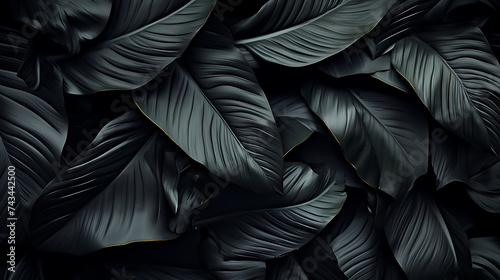 Textures of abstract black leaves for tropical leaf background. Flat lay  dark nature concept  tropical leaf