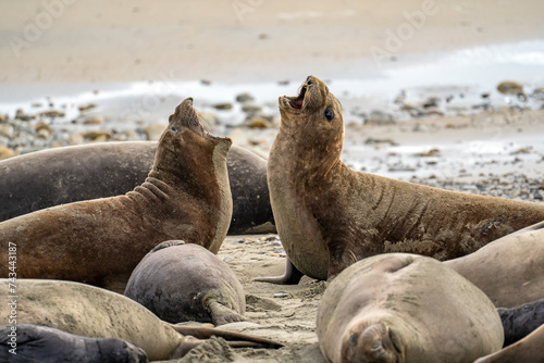Male Elephant seals fight during mating season, Drakes Beach, California