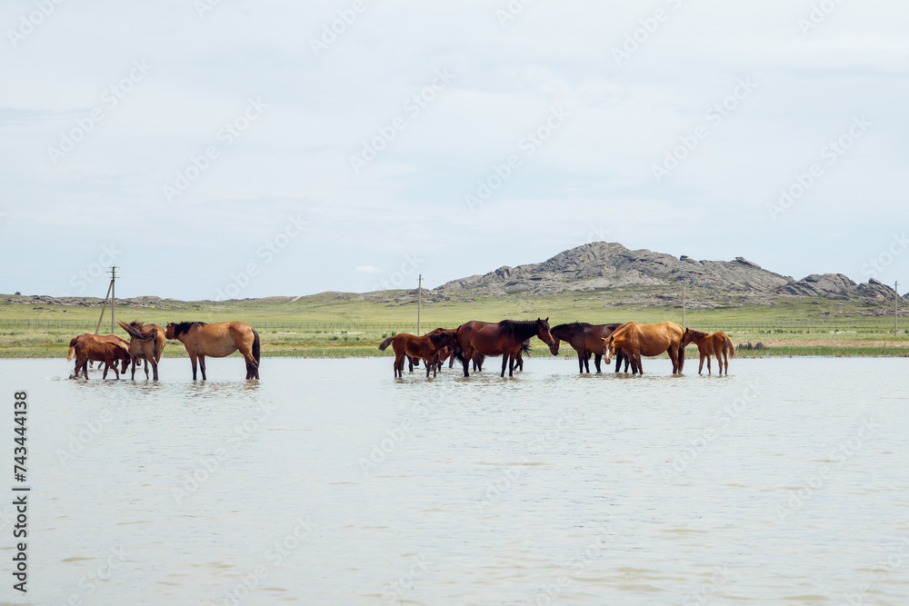 free grazing mares with foals and pregnant mares in ranch. herd of horses in pond drink water and cool off on hot summer day. horses with foals