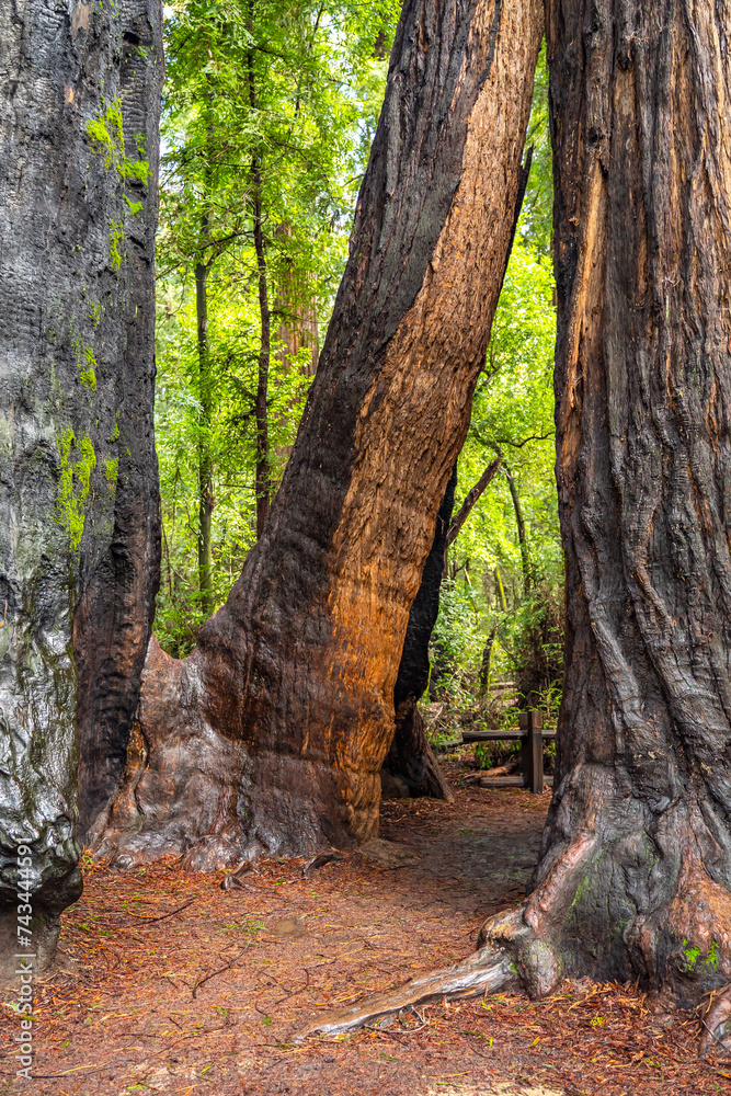 Henry Cowell Redwoods State Park. Henry Cowell Redwoods State Park.